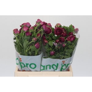 Ranunculus Magical Raspberry