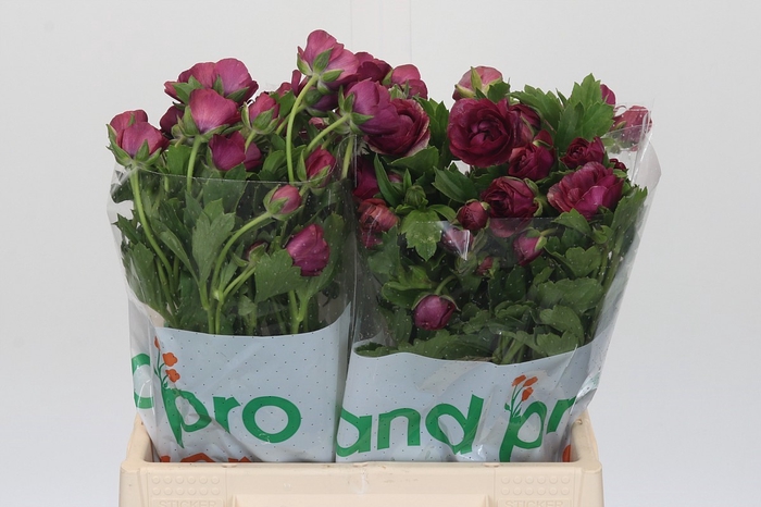 <h4>Ranunculus Magical Raspberry</h4>