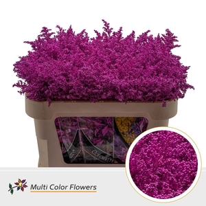 Solidago   ...colored  H%