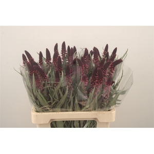 Lysim Atropurpurea