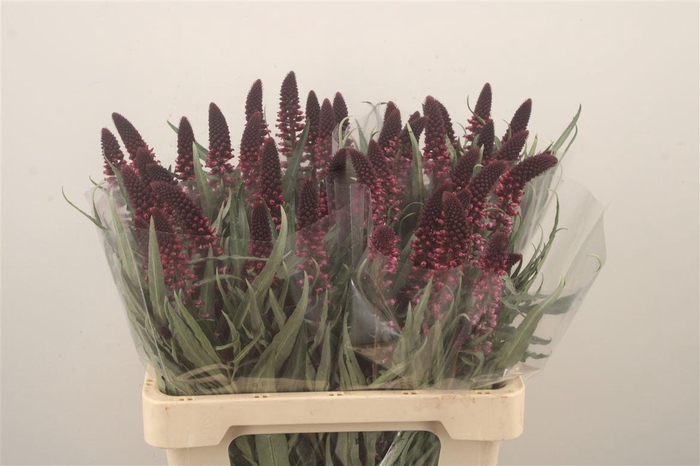 <h4>Lysim Atropurpurea</h4>