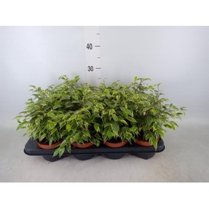 Ficus benja. 'Kinky'