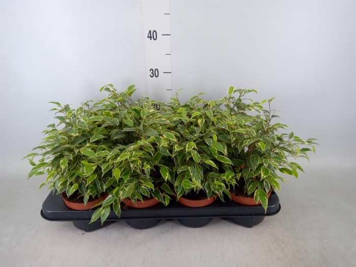 <h4>Ficus benja. 'Kinky'</h4>