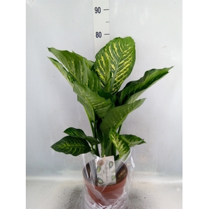 Dieffenbachia seg. 'Maroba'