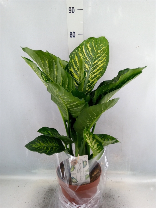 <h4>Dieffenbachia seg. 'Maroba'</h4>