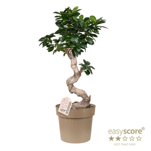 FICUS MICROCARPA P21 S-SHAPE