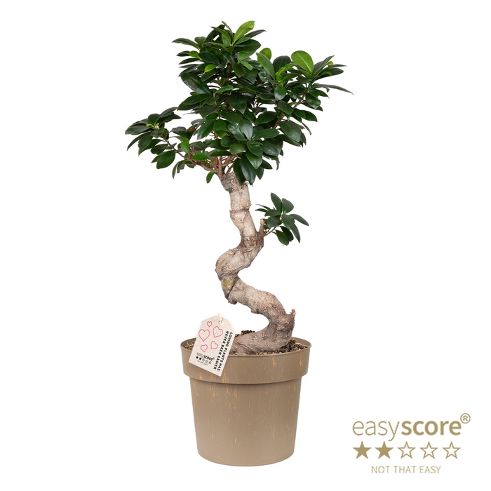 <h4>FICUS MICROCARPA P21 S-SHAPE</h4>