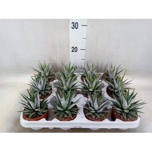 Haworthia fasciala 'Alba'