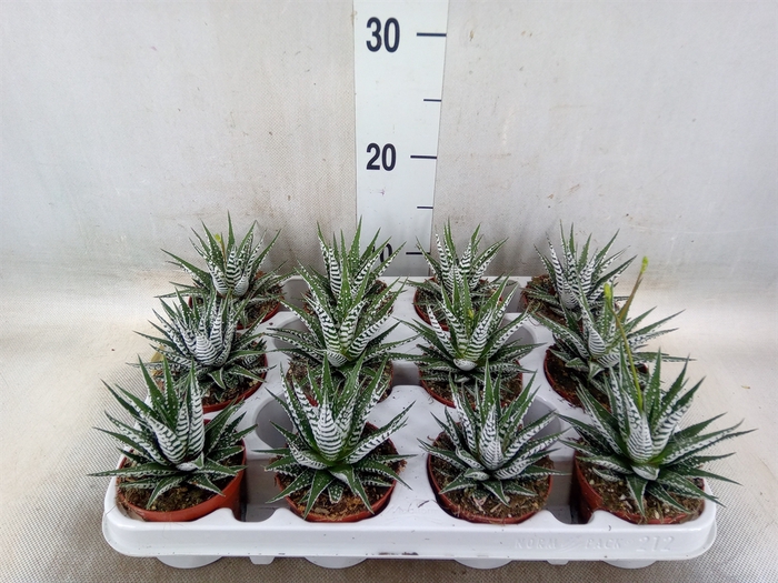 <h4>Haworthia fasciala 'Alba'</h4>