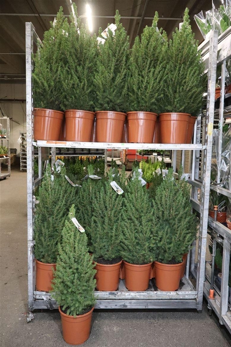<h4>Picea Gl Conica</h4>