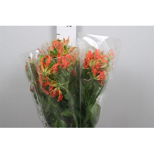 Gloriosa Exot Orange Long