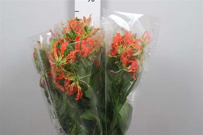<h4>Gloriosa Exot Orange Long</h4>
