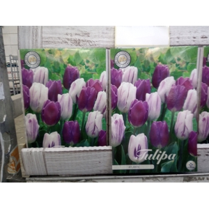 Tulipa   ...flowerbulbs