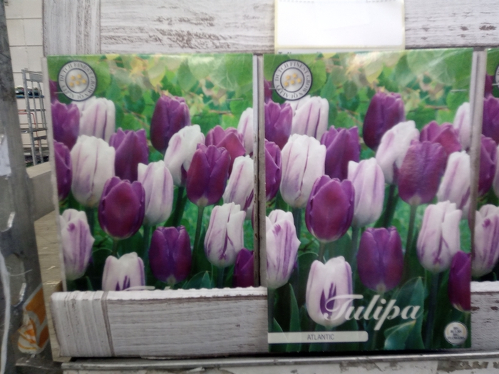 Tulipa   ...flowerbulbs