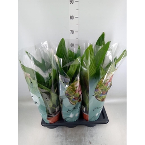 Spathiphyllum  'Bingo Cupido'