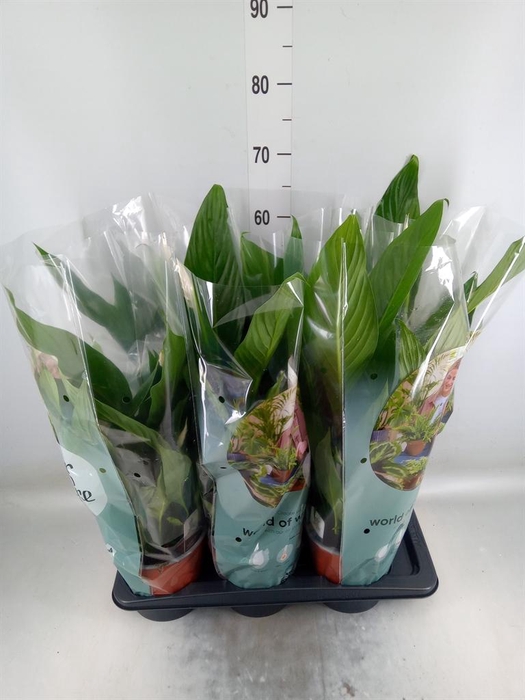 <h4>Spathiphyllum  'Bingo Cupido'</h4>