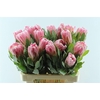 Protea Carnival