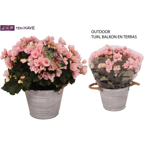 <h4>Begonia ''Betulia Light'' Outdoor in Zink Sierpot</h4>