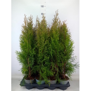 Thuja occid. 'Smaragd'