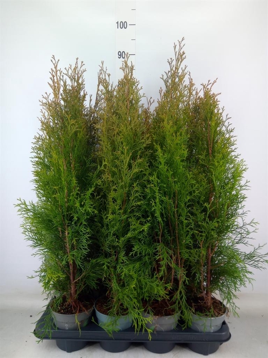 <h4>Thuja occid. 'Smaragd'</h4>