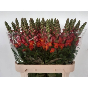 Antir Antib D Orange