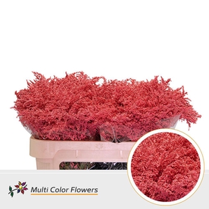 Solidago   ...colored  H%