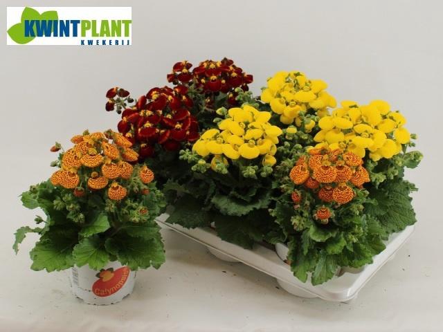 <h4>CALC CAL GEM</h4>