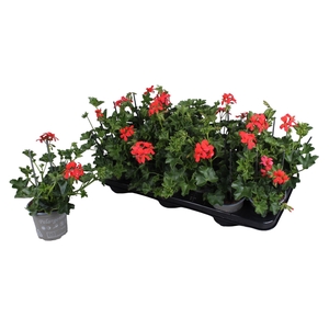 Pelargonium Peltatum Balcon Rood