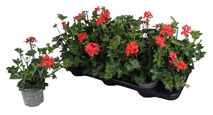 <h4>Pelargonium Peltatum Balcon Rood</h4>