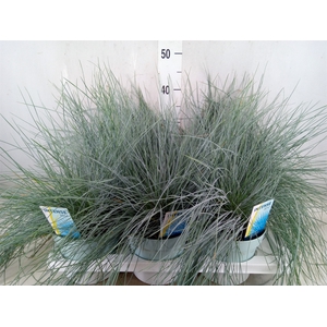 Festuca glauca 'Intens Blue'