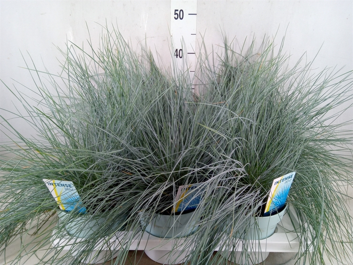 <h4>Festuca glauca 'Intens Blue'</h4>
