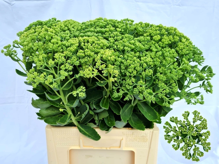 <h4>SEDUM SPECTABILE</h4>