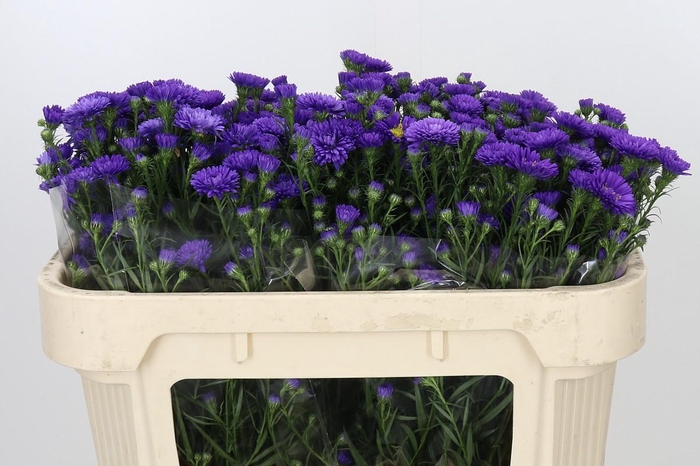 <h4>Aster Astee Dark Milka</h4>