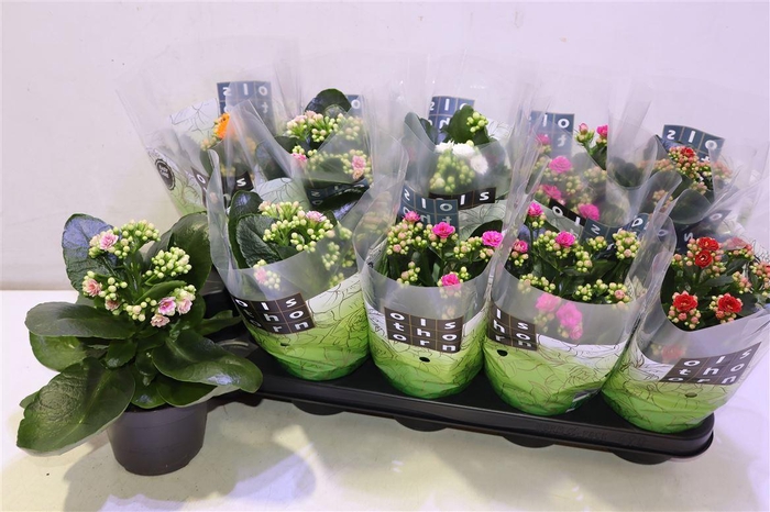 <h4>Kal Ge Gem 5 Kl</h4>