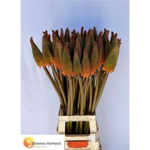 Kniphofia Alcazar