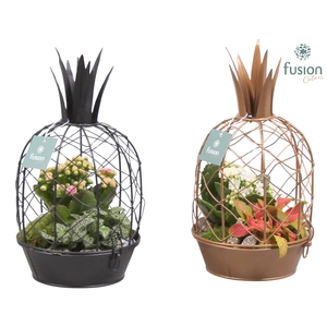 Metaal ananas GOUD met Arrangement kalanchoefittonia