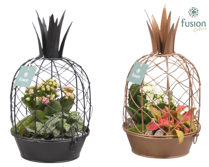 <h4>Metaal ananas GOUD met Arrangement kalanchoefittonia</h4>