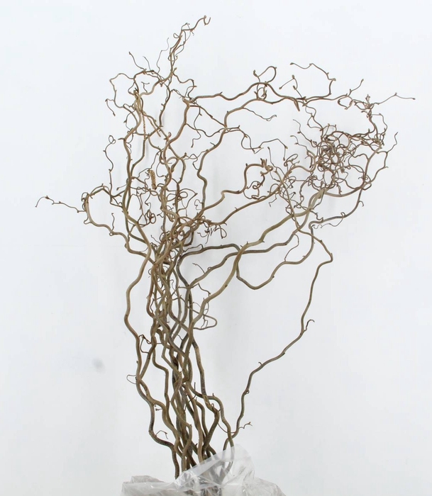 <h4>CORYLUS AV CONTORTA 2 JARIG</h4>