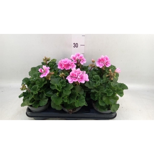 Pelargonium zona.   ...F1