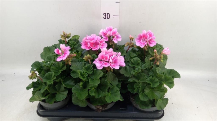 <h4>Pelargonium zona.   ...F1</h4>