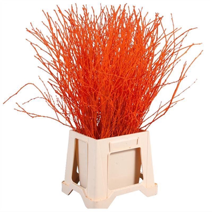 <h4>Berk Geverfd</h4>