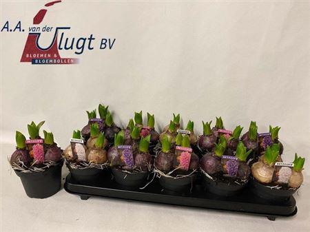 arr8 Hyacin Pear Gem 3 Kl