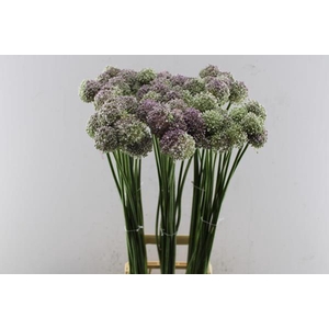 Allium Ampeloprasum L 90