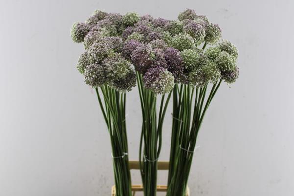 <h4>Allium Ampeloprasum L 90</h4>
