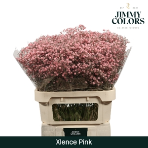 Gyps Xlence L80 Pink