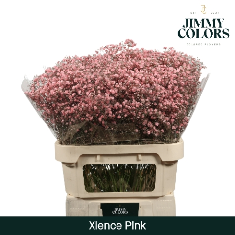 <h4>Gyps Xlence L80 Pink</h4>