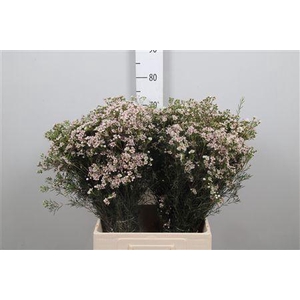 Chame Un Jupiter Sol