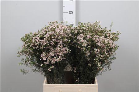 <h4>Chame Un Jupiter Sol</h4>