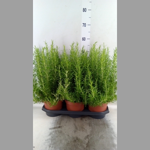 Rosmarinus officinalis   ...
