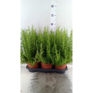 Rosmarinus officinalis   ...